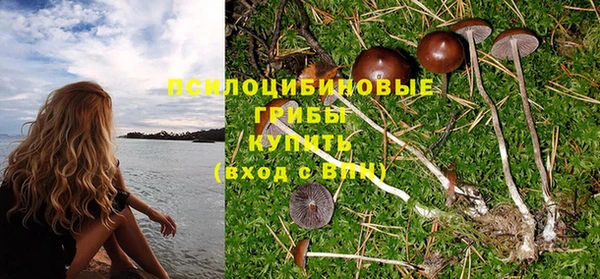 сатива Новодвинск
